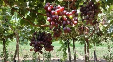 صادرات مصر من العنب تسجل طفرة تاريخية وتحقق إيرادات ضخمة خلال 7 أشهر فقط 1